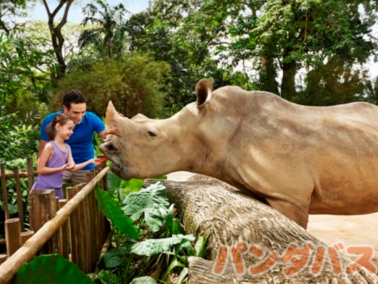 シンガポール動物園 入場チケット 　アニマルショー＋トラム乗車＋動物たちとの朝食付き＜朝食／日本語ガイド＞