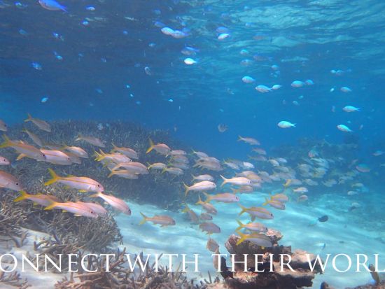 奄美大島でシュノーケリング！ウミガメと一緒に海の冒険（半日 or 1日）＜笠利町＞by 奄美大島ウェルネス&アドベンチャーUNIMARE