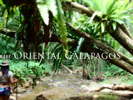 【奄美大島・北部中部エリア・貸切】スキンダイビング＆ネイチャーツアー選べる3プラン＜笠利町＞ by 奄美大島ウェルネス&アドベンチャーUNIMARE