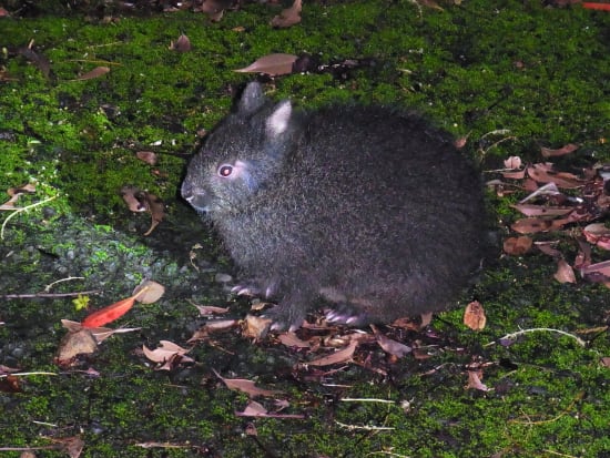 特別天然記念物のアマミノクロウサギ