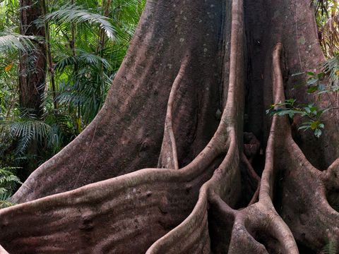 Wooroonooran National Park Unesco World Heritage Cairns Tours Activities Fun Things To Do In Cairns Veltra