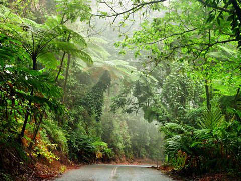 Daintree National Park