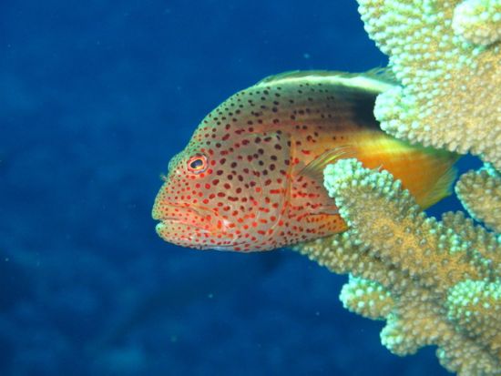 ファンダイビング　人気ポイント「シータートル・コーブ」でダイビング！リフレッシュコースあり＜ビーチ／2ダイブ＞by Hilo Ocean Adventures