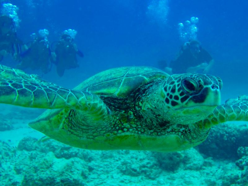 Joels_underwater_camera_266