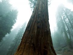 sequoia