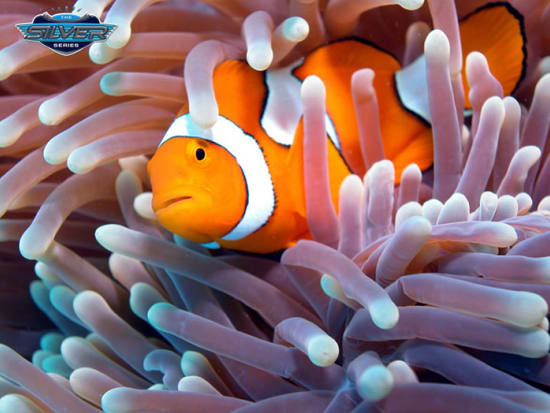Great Barrier Reef sea anemone orange clown fish