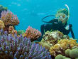 woman scuba diving corals great barrier reef