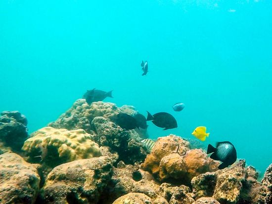 ビーチシュノーケリング　波が穏やかな浅瀬のマジックアイランドのラグーンで初心者やお子様でも安心！英語ガイドのサポート付き　写真＆動画無料＜1時間／アラモアナ＞