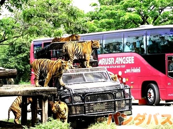 サファリワールド＋マリンパーク 入場チケット 虎にライオン＆世界最大のキリンの群れ　イルカのショーも楽しめるテーマパーク