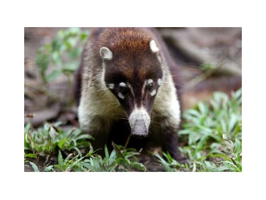 ベリーズ動物園日帰り観光ツアー＜日本語または英語ガイド／ベリーズシティ発＞
