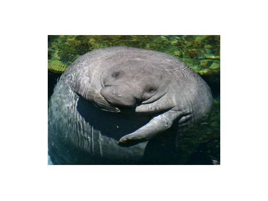 マナティウォッチング＆ゴフ島日帰り観光ツアー＜日本語または英語ガイド／ベリーズシティ発＞