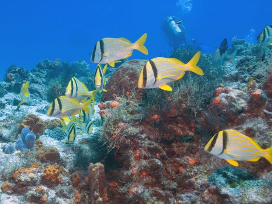 【完全貸切】体験ダイビング コスメル島チャンカナブ国立公園 海底のキリスト像と遭遇！＜1日／ビーチ or ボート／1ダイブ／プラヤデルカルメン発＞