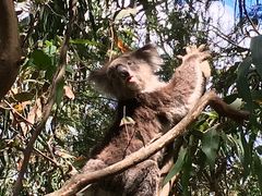 Kennett River Wild Koala 2