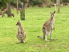 Wild Kangaroos