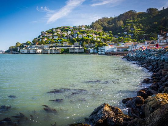 ミュアウッズ国定公園 半日観光ツアー　巨樹のレッドウッドに囲まれてリフレッシュ＜英語ガイド＞