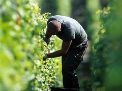 France Champagne Man harvesting in a vineyard