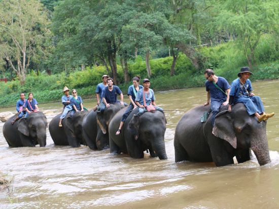 象使い体験ツアー 1人につき1頭の象を担当！象乗り＋水浴び＋餌やりなど象との触れ合いを楽しむ　嬉しい写真データ付き＜送迎／日本語ガイド選択可／昼食＞