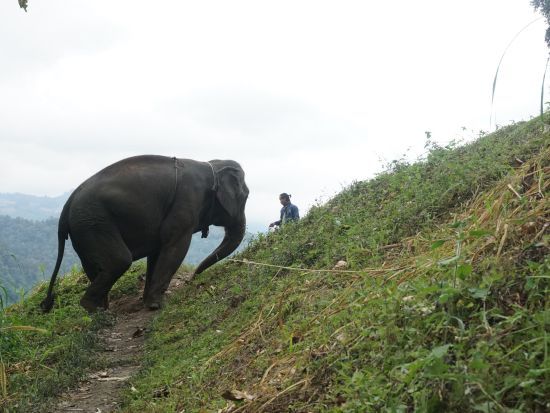 象使い体験ツアー 1人につき1頭の象を担当！象乗り＋水浴び＋餌やりなど象との触れ合いを楽しむ　嬉しい写真データ付き＜送迎／日本語ガイド選択可／昼食＞