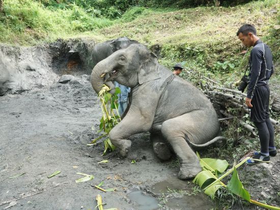 象使い体験ツアー 1人につき1頭の象を担当！象乗り＋水浴び＋餌やりなど象との触れ合いを楽しむ　嬉しい写真データ付き＜送迎／日本語ガイド選択可／昼食＞