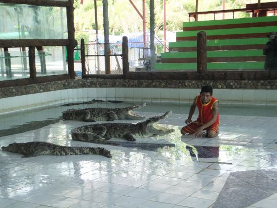 【チェンマイ発】タイガーキングダム＆スネークファーム＜貸切／昼食付／送迎付＞