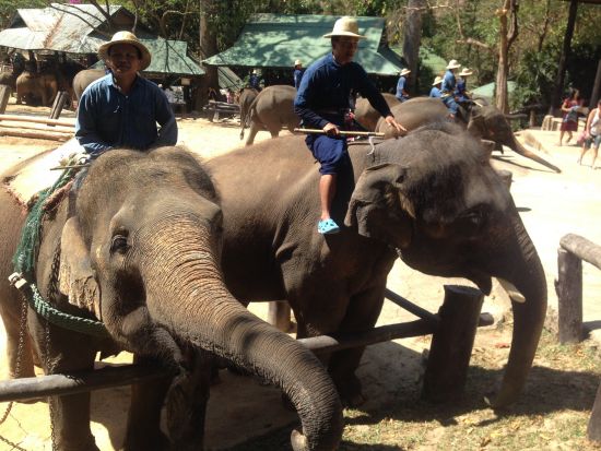 【チェンマイ発】タイガーキングダム＆スネークファーム＜貸切／昼食付／送迎付＞