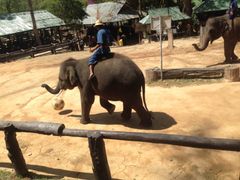 P-25:タイガーキングダム・スネーク&蘭園・象ショー01