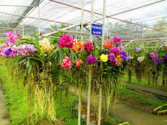 【チェンマイ発】タイガーキングダム＆スネークファーム＜貸切／昼食付／送迎付＞