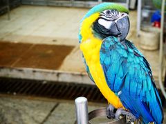Yuen Po Bird Garden