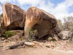 Australia_Hippos_Yawn_shutterstock_355669253