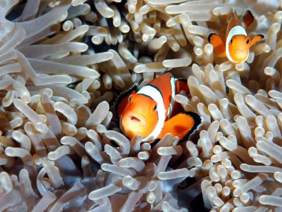 SSIオープンウォーター ライセンス取得コース タイでのダイバー認定数No.1！＜3日間＞by ほうぼう屋