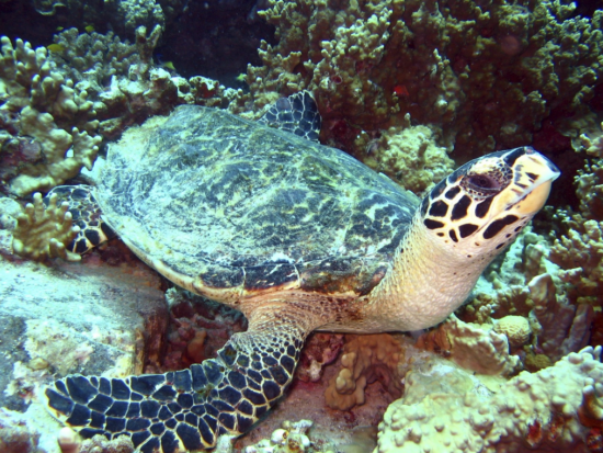 SSIオープンウォーター ライセンス取得コース タイでのダイバー認定数No.1！＜3日間＞by ほうぼう屋