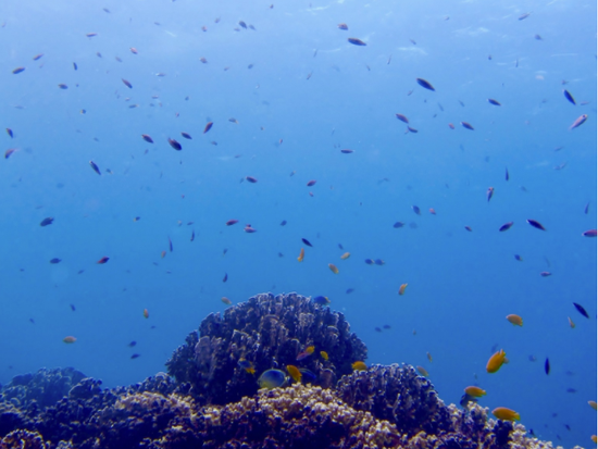 phuket diving6