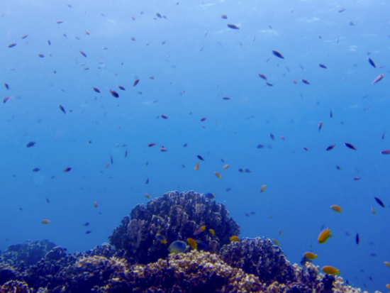 SSIオープンウォーター ライセンス取得コース タイでのダイバー認定数No.1！＜3日間＞by ほうぼう屋