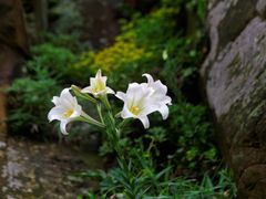White Formosa Lily Yangmingshan National Park