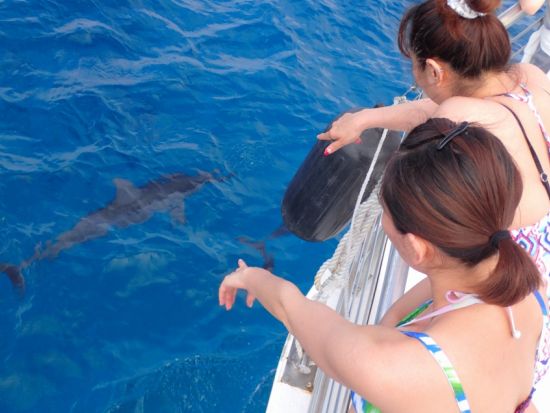 イルカ＆ウミガメウォッチング＋ボートシュノーリングor体験ダイビング　美しいグアムの海を楽しむ！＜半日／英語ガイド／送迎付き＞byアクアブリーズ