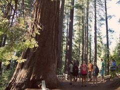 USA_California_Sequoias