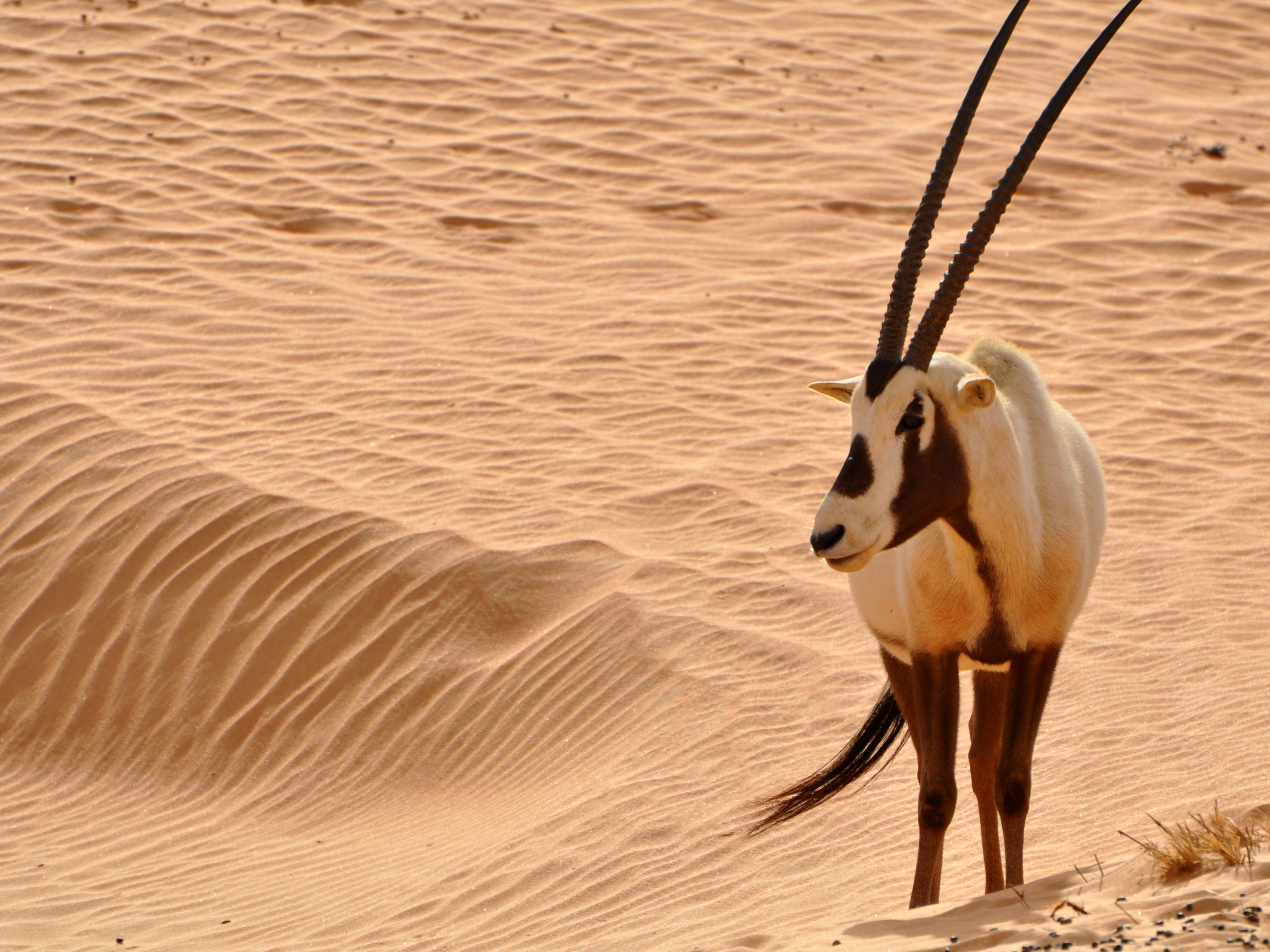 arabian adventures dune buggy