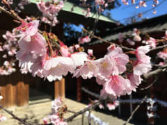 Sakura season in Tokyo