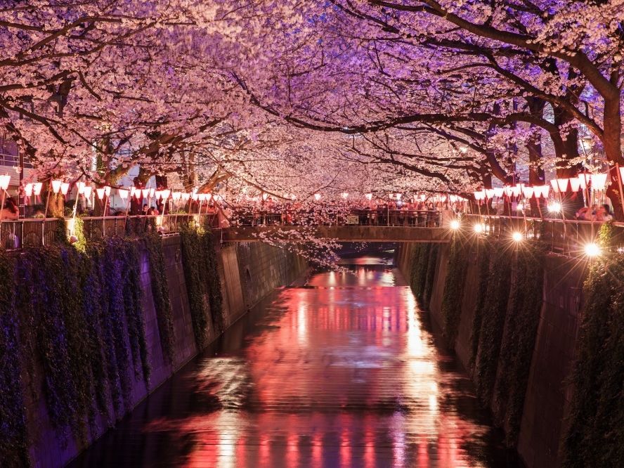 Meguro River Cherry Blossoms at Night