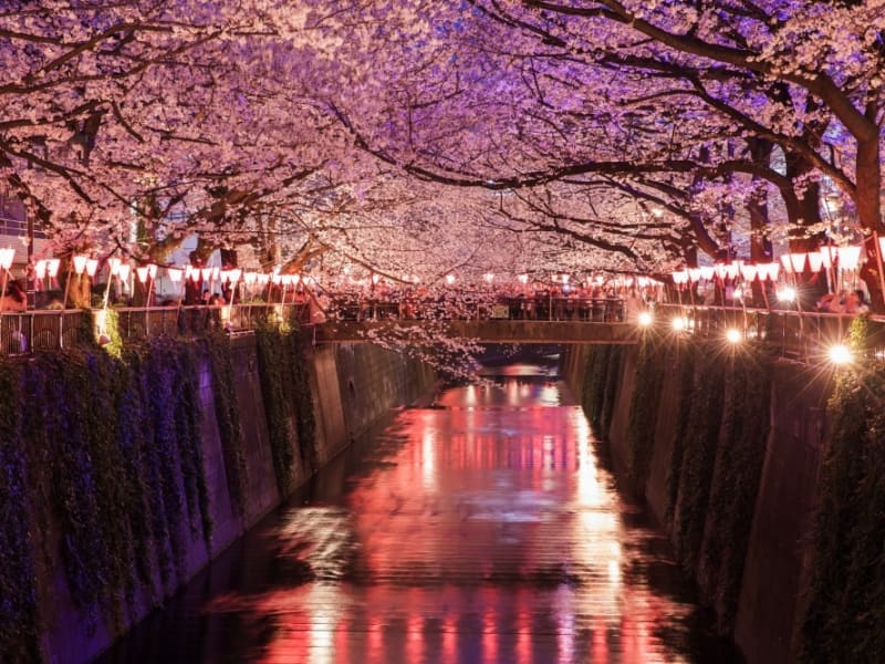 Illuminated Cherry Blossoms at Nakameguro