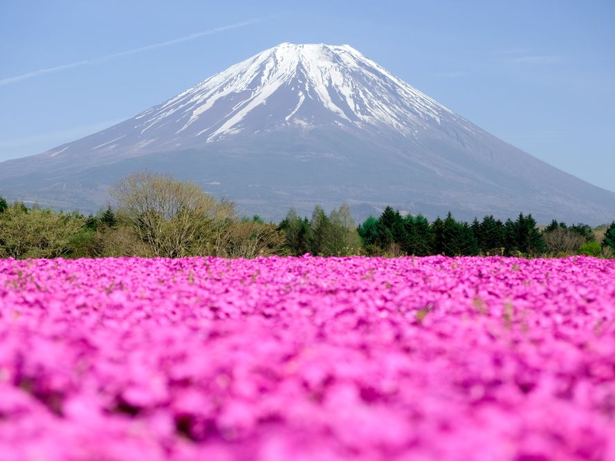 Mt. Fuji, Spring Shibazakura Garden and Strawberry Picking