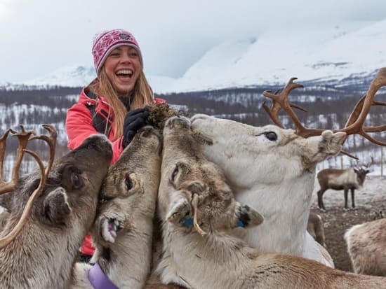 Reindeer herd encounter in Arctic Circle