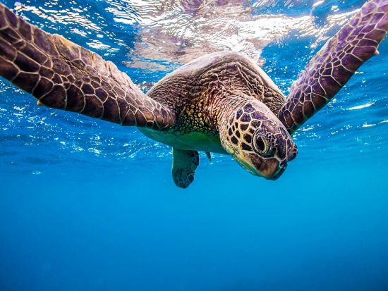 マリンスポーツパッケージ　3種類　バナナボート＋バンパーチューブ＋ウミガメシュノーケリング＜ハワイカイ＞