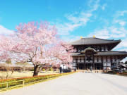 Japan_Nara_Todai-ji_Cherry_blossom_sakura_shutterstock_424460758-1024