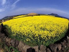 Jeju Tour