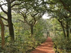 Bijarim Forest