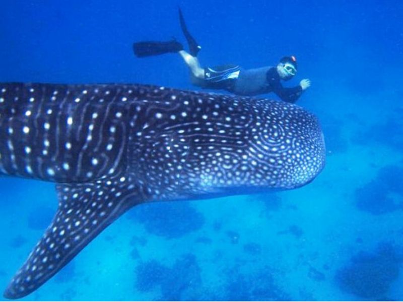 ダイビング セブ島の観光 オプショナルツアー専門 Veltra ベルトラ