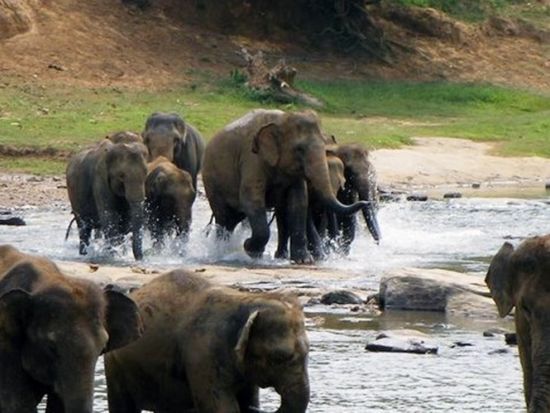 世界遺産キャンディ日帰り観光ツアー　ピンナワラ象の孤児院＆ペーラーデニヤ植物園 ＜貸切／日本語ガイド＞