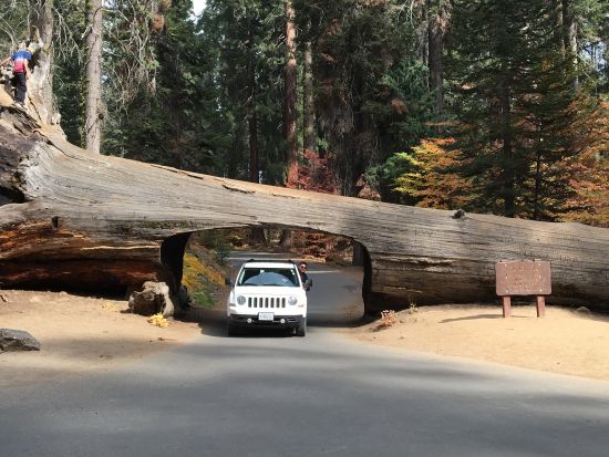 セコイア国立公園 日帰り観光ツアー　世界最大シャーマン将軍の木を見に行こう ＜日本語ガイド＞
