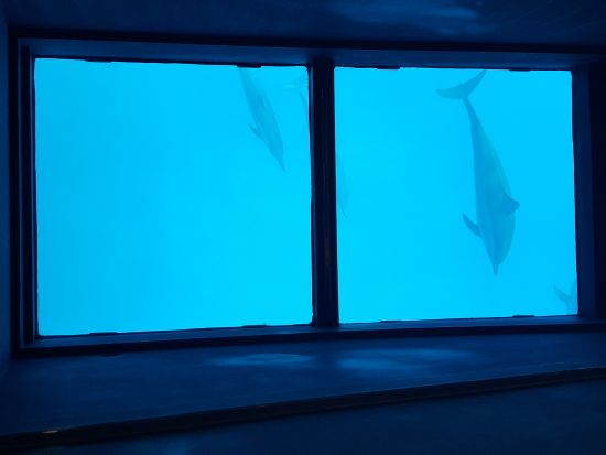 グラスボトムボートクルーズ ＜カイルアコナ発・英語ガイド＞